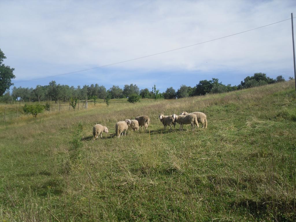 Agriturismo Fattoria Poggio Boalaio Orvieto Exteriör bild