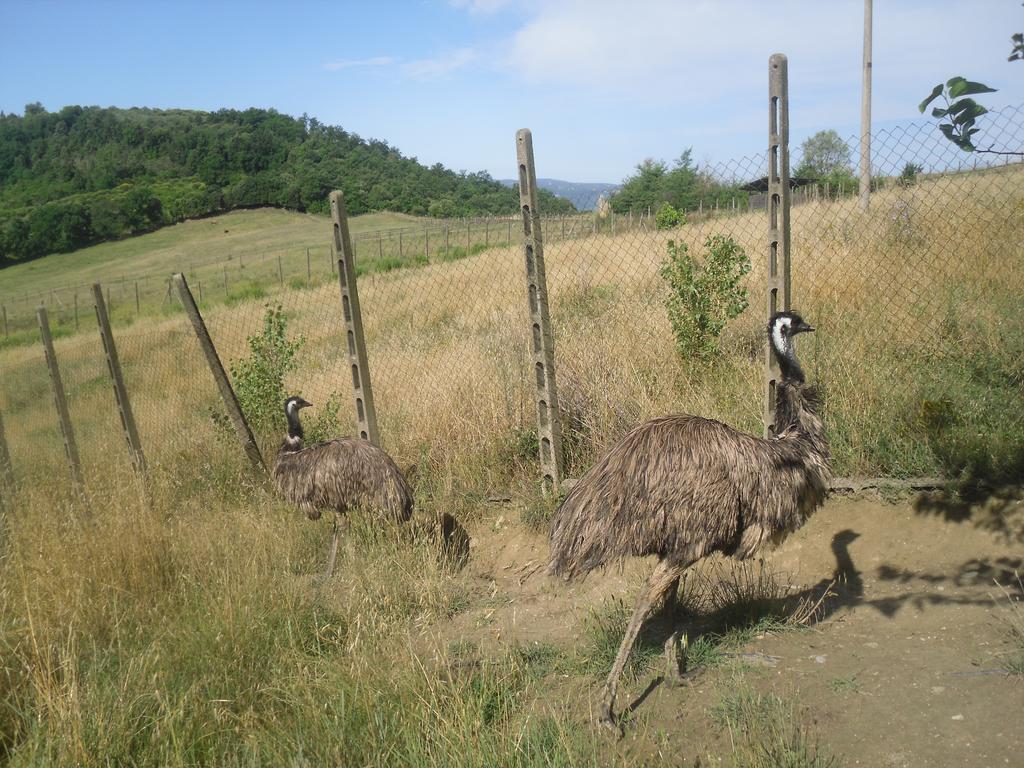 Agriturismo Fattoria Poggio Boalaio Orvieto Exteriör bild