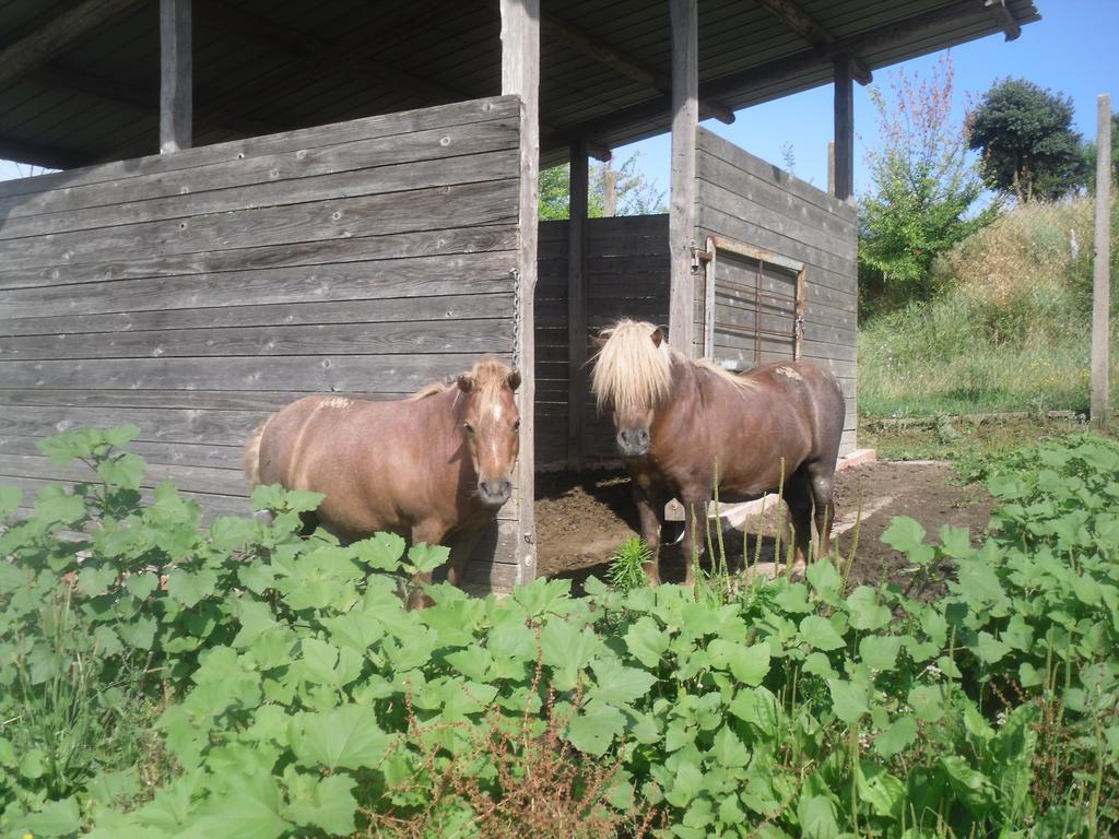 Agriturismo Fattoria Poggio Boalaio Orvieto Exteriör bild